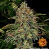Barney's Farm tangerine dream auto Samen – Bild 3