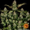 Barney's Farm tangerine dream auto Samen – Bild 4