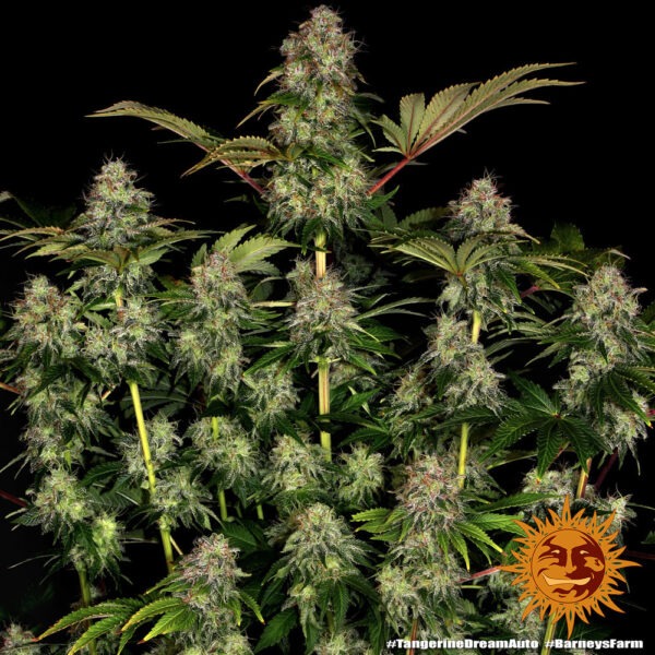 Barney's Farm tangerine dream auto Samen – Bild 4