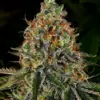 Barneys Farm Tangerine Dream Auto 10 Stk feminisiert