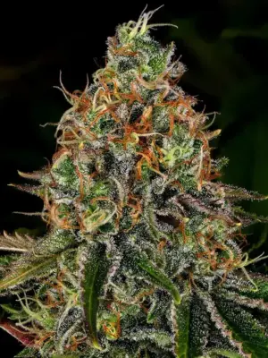 Barneys Farm Tangerine Dream Auto 10 Stk feminisiert