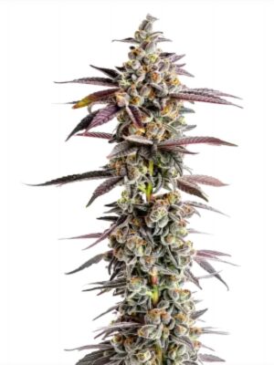 Tangerine Sherbet - Growers Choice feminisiert 3er Pack