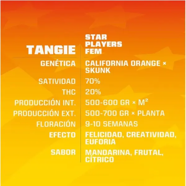 BSF Seeds tangie Samen – Bild 2