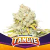 BSF Seeds tangie Samen