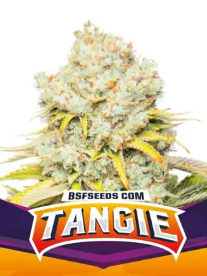BSF Seeds tangie Samen BSF Seeds tangie Samen