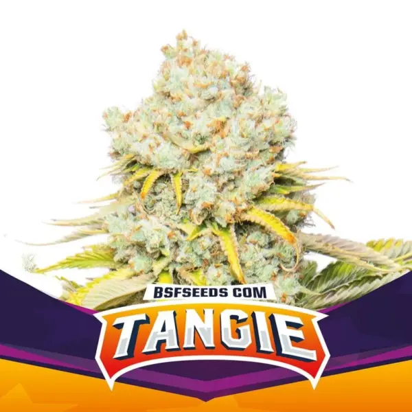 BSF Seeds tangie Samen
