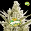 BSF Seeds tangie xxl auto Samen