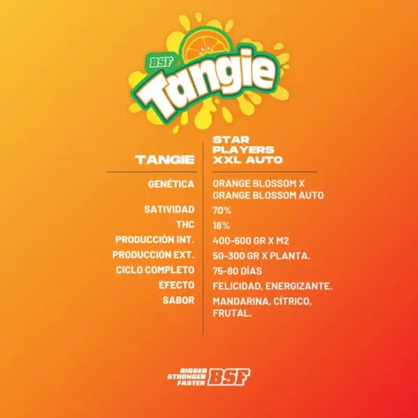 BSF Seeds tangie xxl auto Samen – Bild 3