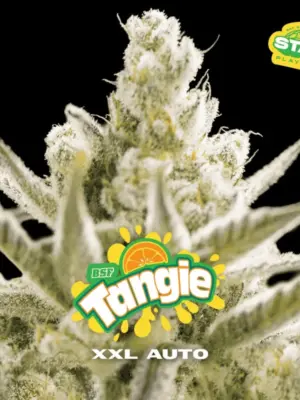 BSF Seeds tangie xxl auto Samen BSF Seeds tangie xxl auto Samen