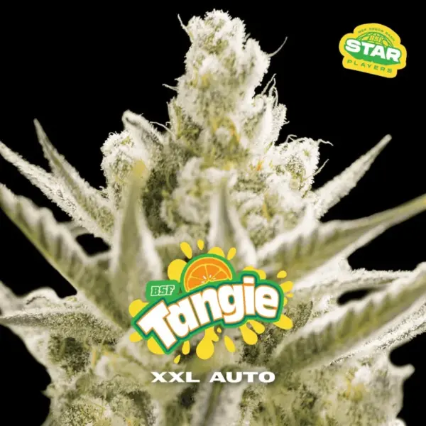 BSF Seeds tangie xxl auto Samen