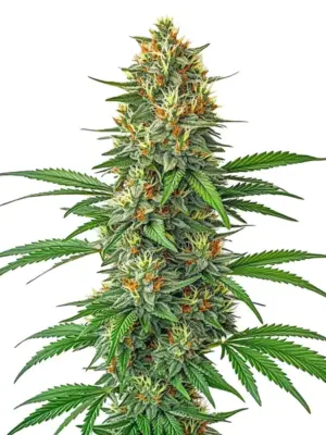 Blimburn Seeds Tangie Auto feminisiert