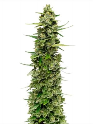 The Real Amnesia - Growers Choice feminisiert 10er Pack
