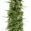 Growers Choice The Real Amnesia Autoflower Samen – Bild 4