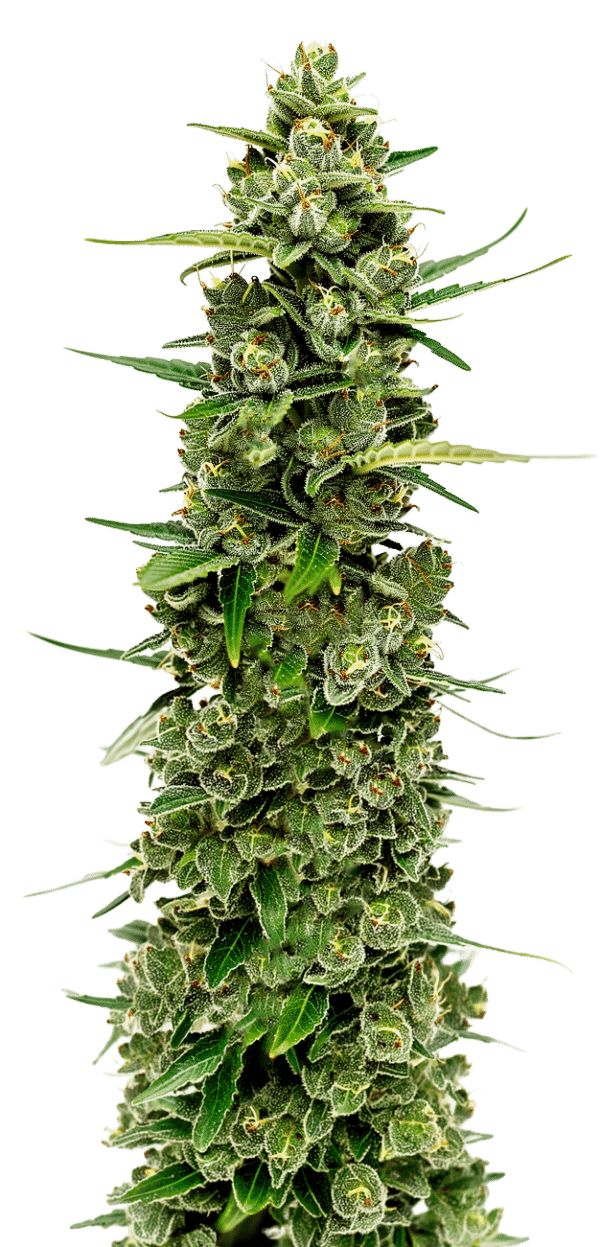 Growers Choice The Real Amnesia Autoflower Samen – Bild 4