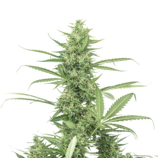 Growers Choice The Real Amnesia Autoflower Samen