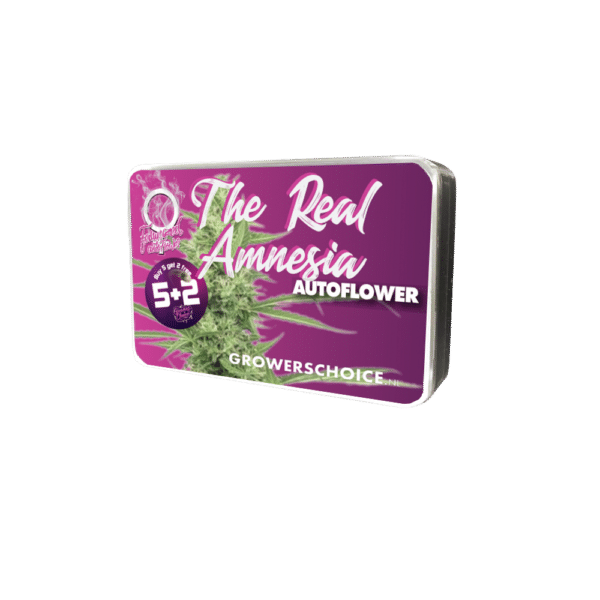 Growers Choice The Real Amnesia Autoflower Samen – Bild 3