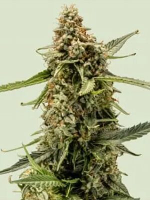 Titan F1 Auto - Royal Queen Seeds feminisiert 3er Pack