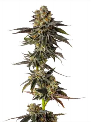 Toad Poison Auto – Growers Choice feminisiert 3er Pack