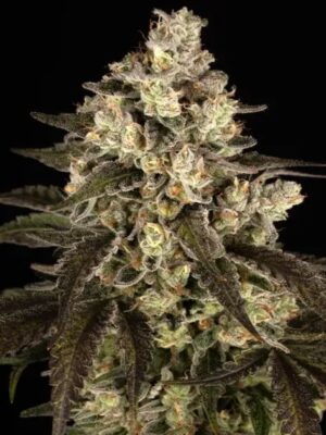 Trainwreck Auto - Barneys Farm feminisiert 3er Pack