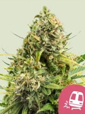 Trainwreck - Royal Queen Seeds feminisiert 3er Pack