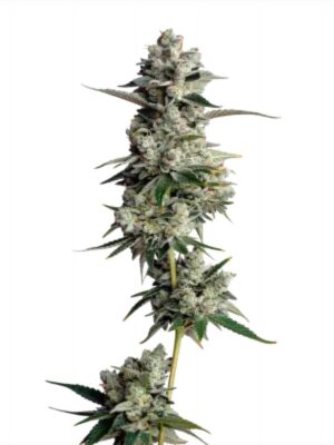 Tropical Cookies XXL Auto - Growers Choice feminisiert 3er Pack