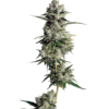 Growers Choice Tropical Cookies Samen – Bild 4