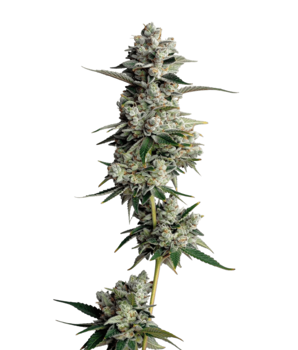 Growers Choice Tropical Cookies Samen – Bild 4