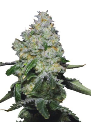 Growers Choice Tropical Cookies Samen Growers Choice Tropical Cookies Samen