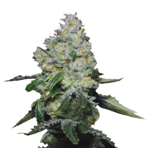 Growers Choice Tropical Cookies Samen