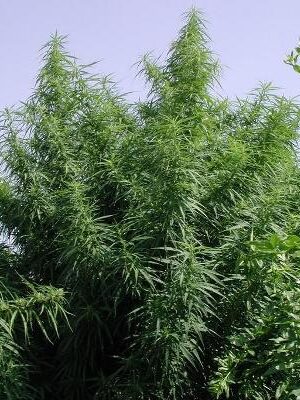 Ace Seeds Tropical Mix 5 Stk regular