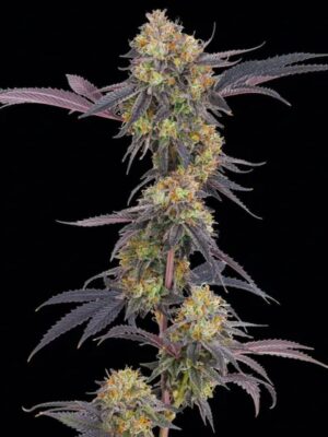 Tropicana Cherry - Barneys Farm feminisiert 3er Pack