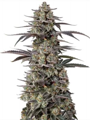 Tropicana Cherry Triploid - Growers Choice feminisiert 3er Pack