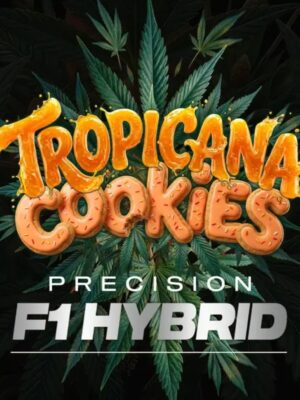 Tropicana Cookies F1 Auto - Barneys Farm feminisiert 3er Pack