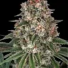 Barneys Farm Tropicanna Banana 10 Stk feminisiert