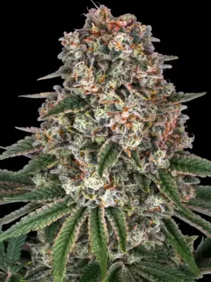 Barneys Farm Tropicanna Banana 10 Stk feminisiert