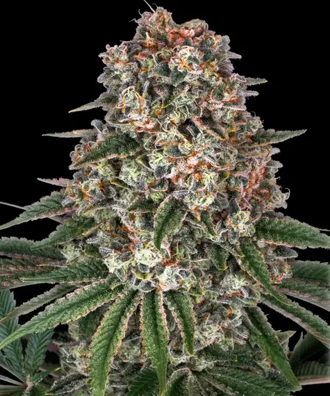 Barneys Farm Tropicanna Banana 10 Stk feminisiert