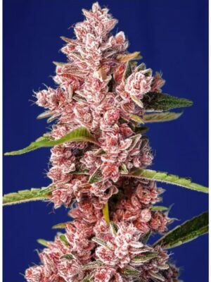 Tropicanna Poison F1 - Sweet Seeds feminisiert 3er Pack