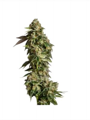 Ultra Violet GMO - Growers Choice feminisiert 3er Pack
