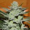Delicious Seeds Unknown Kush Early Version 10 Stk feminisiert