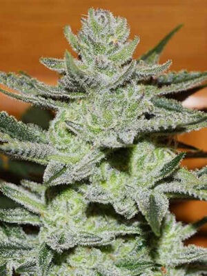 Delicious Seeds Unknown Kush Early Version 10 Stk feminisiert