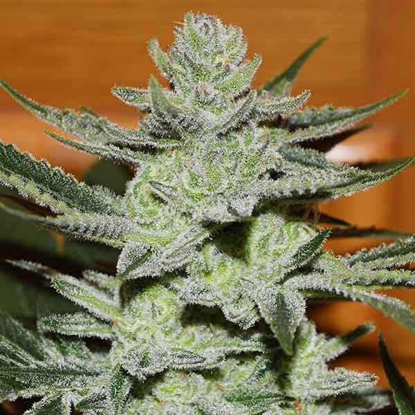 Delicious Seeds Unknown Kush Early Version 10 Stk feminisiert