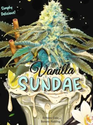 Vanilla Sundae T.H. Seeds feminisiert 2er Pack