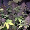 Ace Seeds violeta feminized seeds Samen – Bild 5