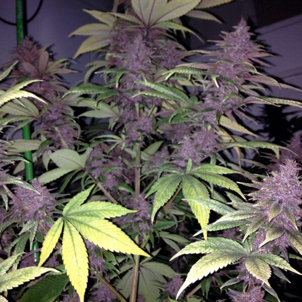 Ace Seeds violeta feminized seeds Samen – Bild 5