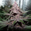 Ace Seeds violeta feminized seeds Samen – Bild 4