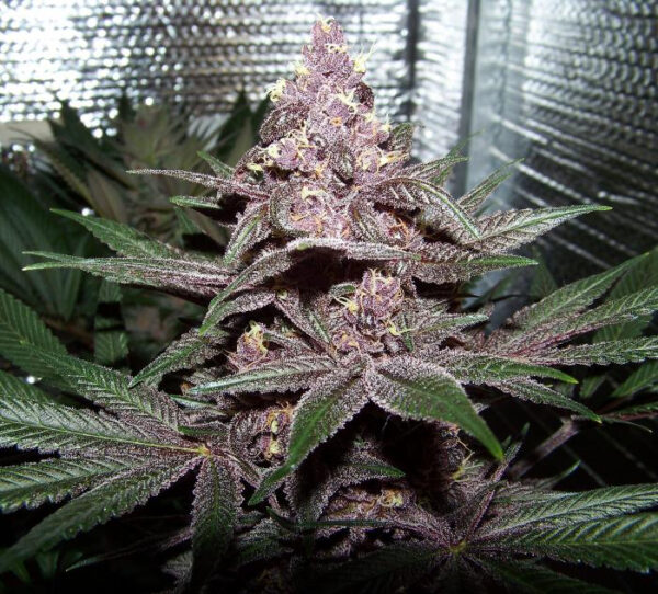 Ace Seeds violeta feminized seeds Samen – Bild 4