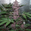 Ace Seeds violeta feminized seeds Samen – Bild 3