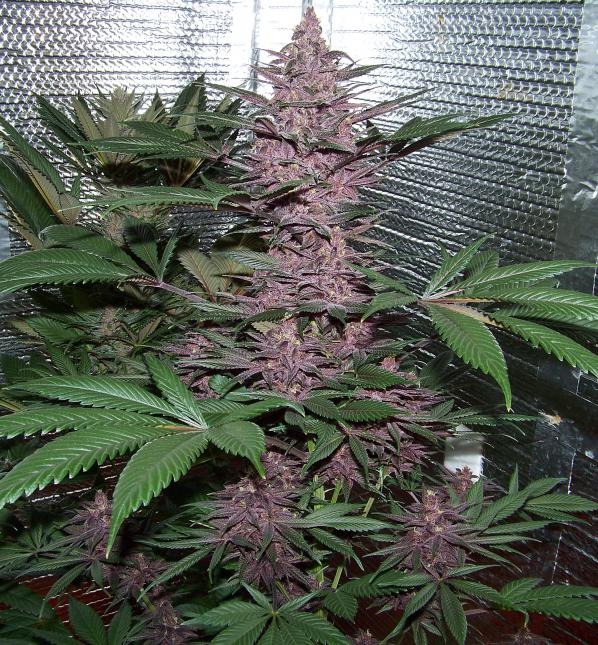 Ace Seeds violeta feminized seeds Samen – Bild 3