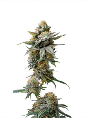 Watermelon Weddingcake XXL Auto - Growers Choice feminisiert 3er Pack