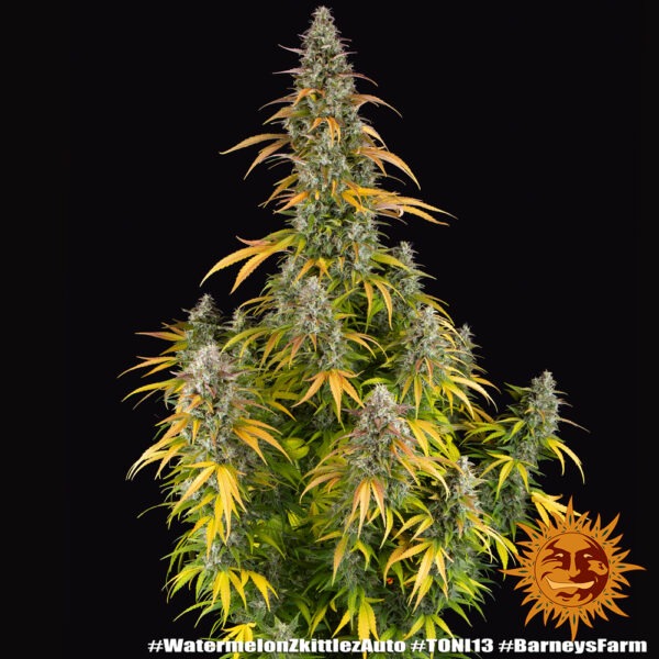 Barney's Farm watermelon zkittlez auto Samen – Bild 2